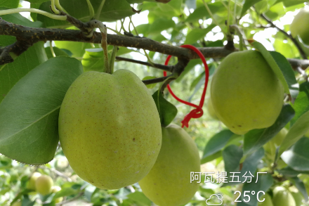 庫爾勒香梨梨小蛀果率小于1%？澳福姆能做到！