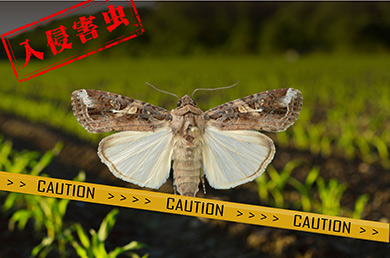 全球預警的重大害蟲草地貪夜蛾已侵入我國，該如何應對？！
